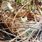 Bangkai harimau sumatra yang mati di Provinsi Riau. (Liputan6.com/Istimewa)