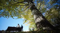 Pasangan mengabadikan foto pernikahannya di bawah pohon ginkgo berwarna-warni selama musim gugur di Showa Memorial Park, Tokyo, Jepang (15/11). Pohon ginkgo secara luas dibudidayakan dan diperkenalkan pada awal sejarah manusia. (AP Photo / Eugene Hoshiko)