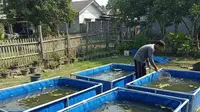5 Rahasia Sukses Budidaya Ikan Gabus Skala Rumahan agar Cepat Panen