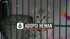 adopsi hewan