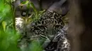 Seekor macan tutul Persia terlihat di Kebun Binatang Lisbon, Portugal pada 15 November 2019. Macan tutul persia telah masuk daftar hewan terancam punah milik International Union for the Conservation of Nature's sejak awal abad ke-20. (PATRICIA DE MELO MOREIRA / AFP)