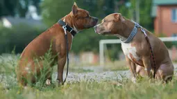 Kasus seperti ini ternyata bukan pertama kali terjadi di Indonesia. Kebanyakan karena kecelakaan atau keteledoran pemilik dalam merawat anjing. Pitbull mungkin punya gelar anjing gahar, namun bukan berarti mereka adalah anjing yang jahat (istockphoto.com)