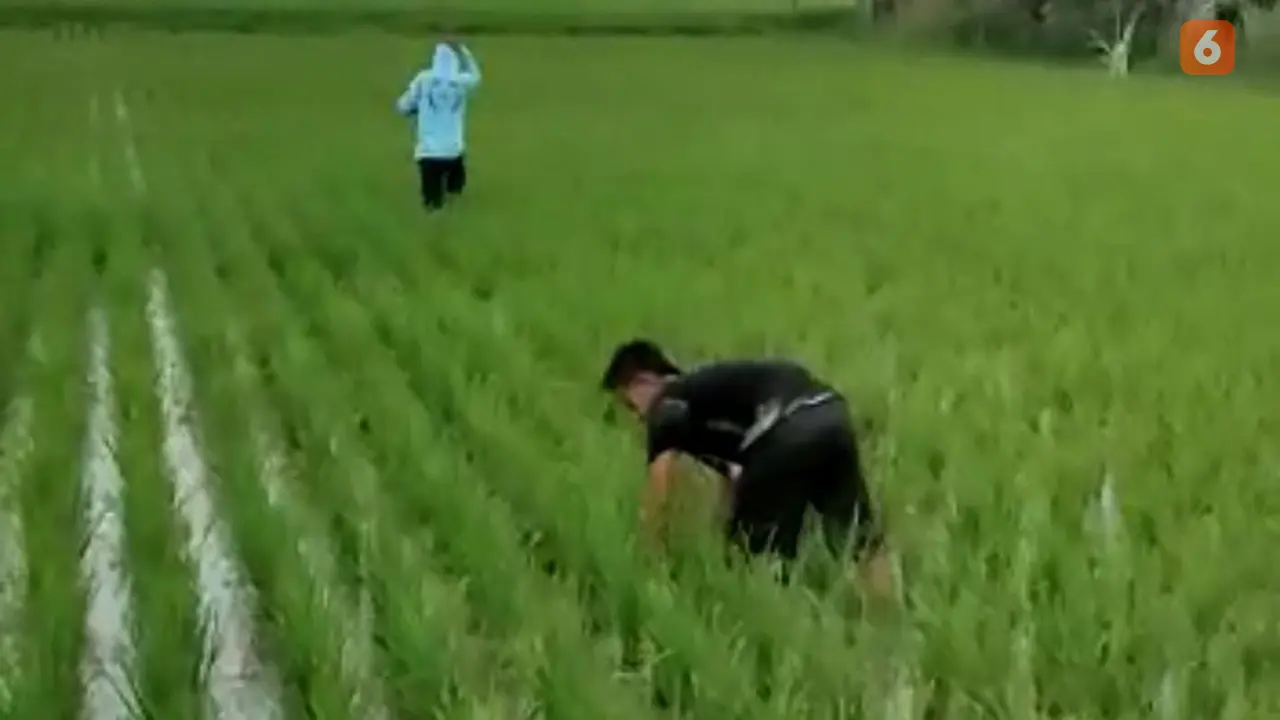 Aksi kocak dua pemuda pura-pura bekerja di sawah karena takut ditilang Polisi (Arfandi/Liputan6.com)