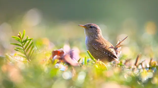 Berkebun