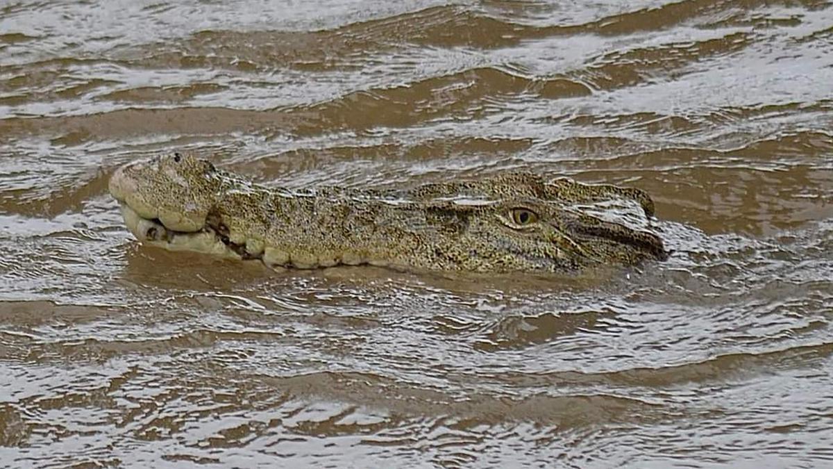 Northern Territory Australia Kebanjiran, Hati-hati Buaya di Mana-mana