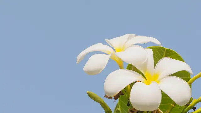 Ilustrasi bunga kamboja