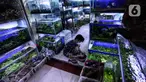 Penjual mengecek ikan di Sentra Ikan Hias, Dinas Kelautan, Pertanian dan Ketahanan Pangan DKI Jakarta, Senin (9/8/2021). Selama masa pandemi Covid-19 pendapatan para penjual ikan hias mengalami penurunan yang cukup signifikan. kerumunan. (Liputan6.com/Johan Tallo)