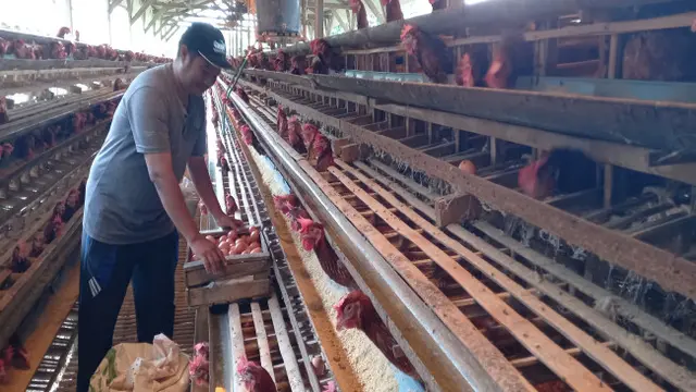 Harga Ayam Anjlok Parah di Peternak, Kementan Turun Tangan