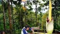 Puspa langka jenis Amorphopallus Titanum atau Bunga Kibut setinggi 3 meter segera mekar di kawasan hutan lindung Kabupaten Kepahiang Bengkulu (Liputan6.com/Yuliardi Hardjo)