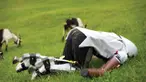 Demi mewujudkan sebuah penelitian, seorang pria di London nekat menjalani kehidupannya seperti seekor kambing.