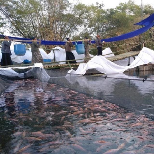 Budidaya Berhasil Desa Jeblog Klaten Panen 3 Ton Ikan Nila