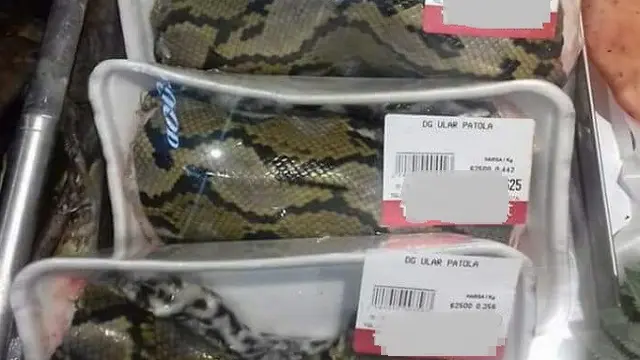 Heboh Penjualan Daging Ular Piton di Supermarket Manado