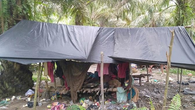 Suduk, pondok beratap terpal yang menjadi tempat tinggal Orang Rimba di Desa Bukit Suban, Kecamatan Air Hitam, Sarolangun, Jambi. (Liputan6.com/Gresi Plasmanto)