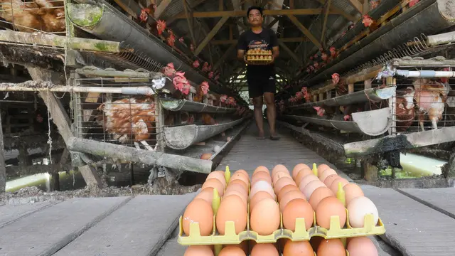 harga telur ayam di tingkat peternak