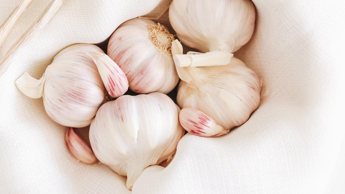 Cara Menanam Bawang Putih ala Rumahan Sisa Dapur, Mudah Dicoba Pemula