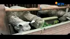 Permintaan domba Khas Batur alias domba menjelang Idul Adha melonjak.