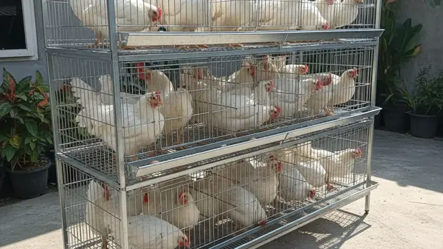 Desain Kandang Ayam Baja Ringan. AI