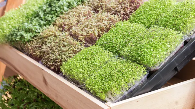Sayuran Mini Microgreens (iStockphoto)