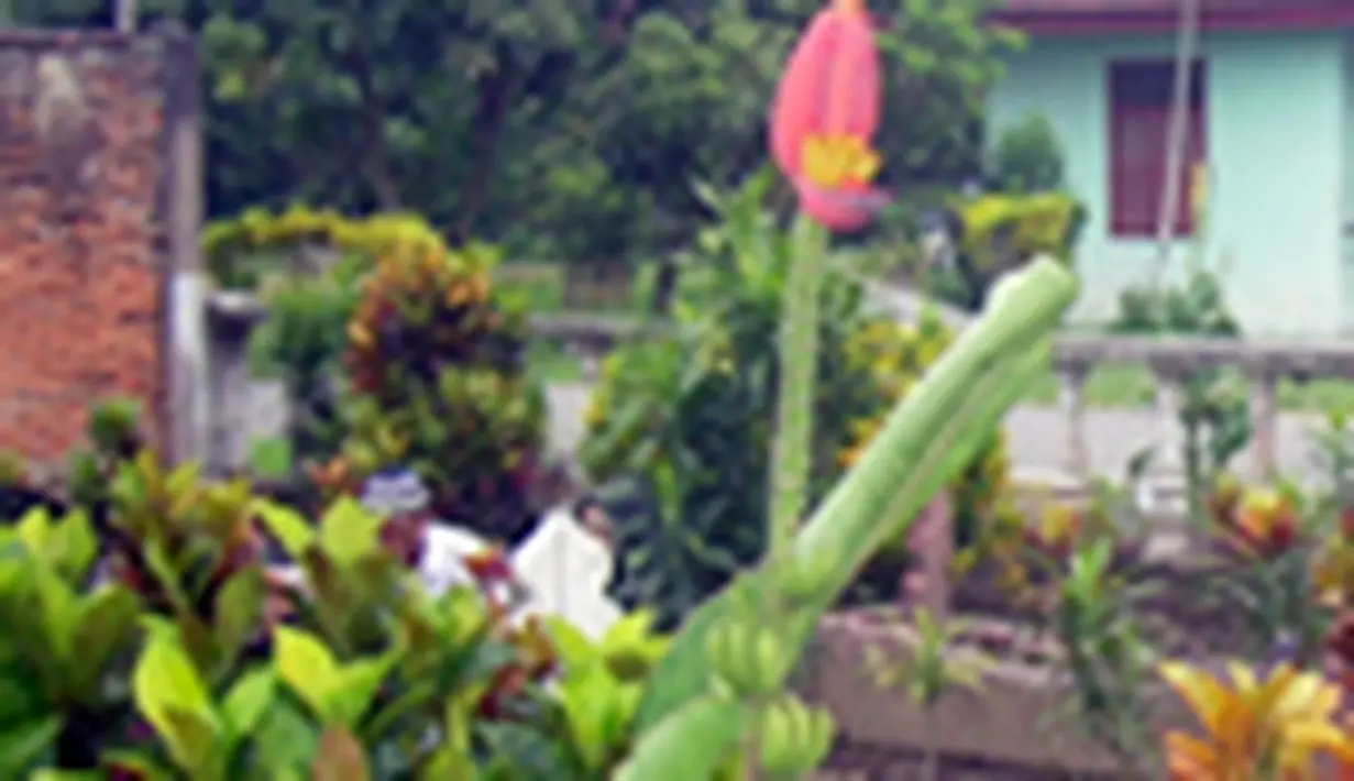 liputan6