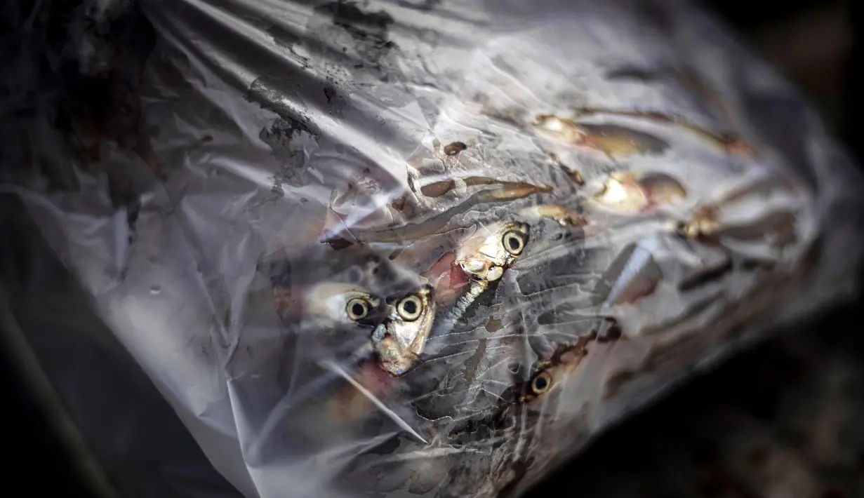 "Kami mencari ikan lebih jauh dan lebih jauh dari pantai karena ada banyak kapal di daerah itu yang mengusir ikan," kata Erwin. (AP Photo/Yusuf Wahil)