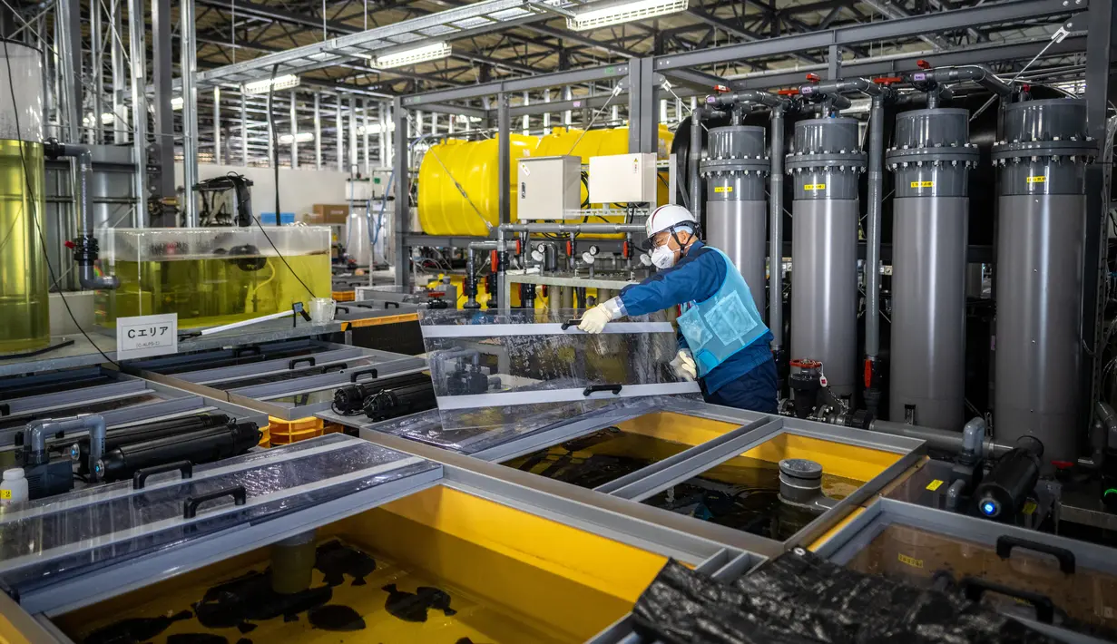 Kazuo Yamanaka, pejabat yang bertanggung jawab atas uji coba pemberian makan hewan akuatik menggunakan air yang disaring, mendemonstrasikan fasilitas uji pemeliharaan organisme laut di Pembangkit Listrik Tenaga Nuklir (PLTN) Fukushima Daiichi milik Tokyo Electric Power Company (TEPCO) di Okuma, Prefektur Fukushima, Jepang, 20 Januari 2023. Air disaring untuk menghilangkan sebagian besar radionuklida, dan lebih dari 1,32 juta ton air olahan atau 96 persen dari kapasitas penyimpanan disimpan di lokasi pada Februari. (Philip FONG/AFP)