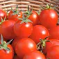 Suatu jenis tomat baru mengandung begitu banyak gizi yang diperlukan untuk kesehatan.