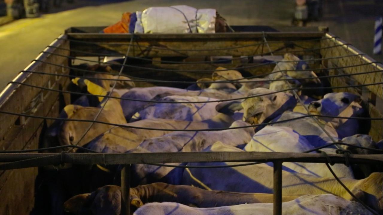 Sapi impor dari Australia