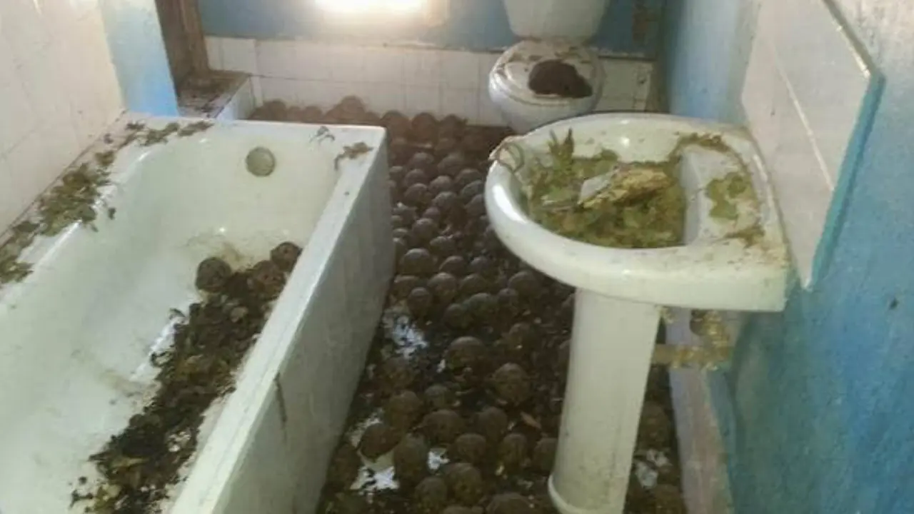 Kura-kura yang terancam punah ditemukan di sebuah rumah. (Turtle Survival Alliance)