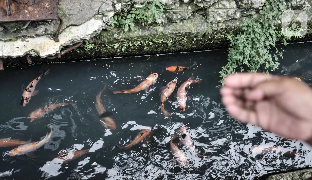 Warga memberi pakan ikan yang dipelihara di saluran air atau selokan di Jalan Lorong 103, Koja, Jakarta, Senin (1/3/2021). Warga setempat menyulap selokan sepanjang 100 meter tersebut menjadi kolam budi daya berbagai jenis ikan. (merdeka.com/Iqbal S. Nugroho)