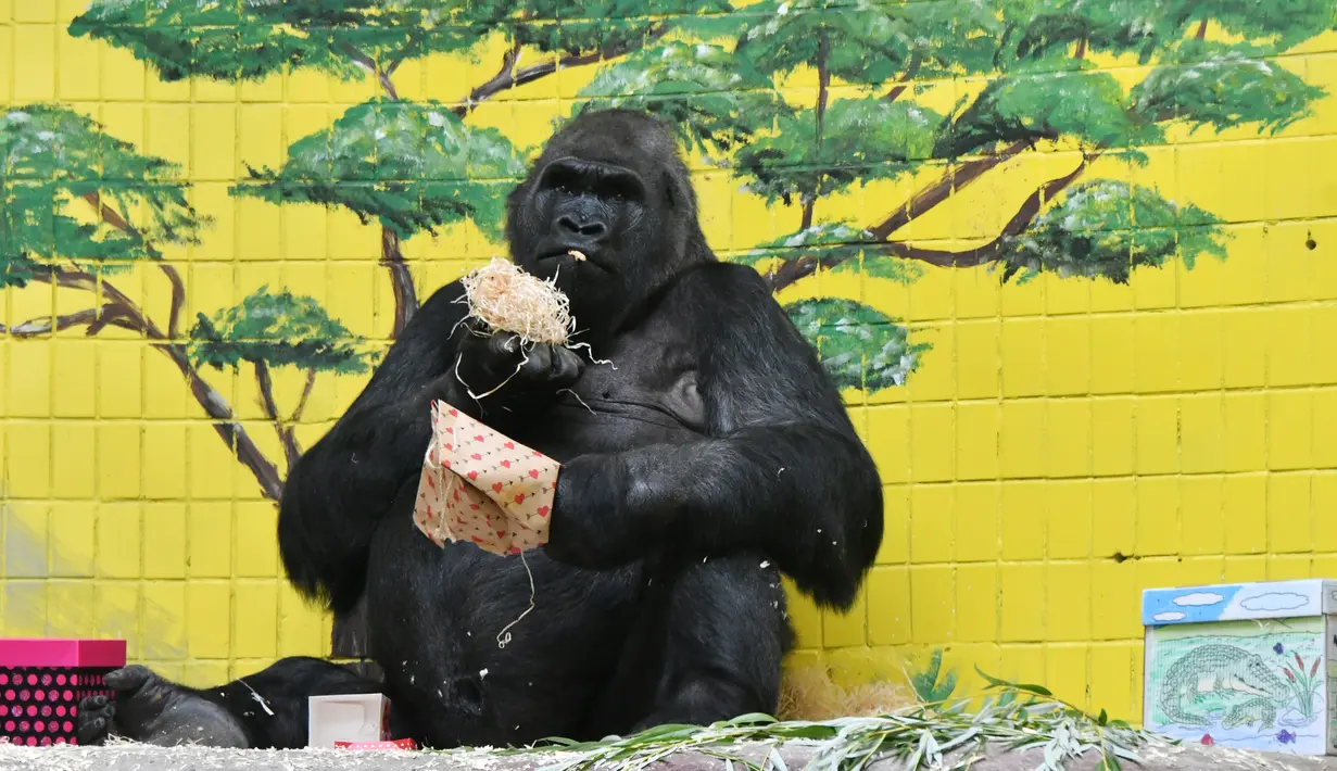 Gorila bernama Tony memeriksa kotak hadiah di kebun binatang Kiev, Ukraina (8/8/2019). Di ulang tahunnya yang ke-45, Tony mendapatkan banyak hadiah dari pihak kebun binatang dan pengunjung. (AFP Photo/Genya Savilov)