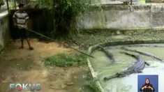 Buaya yang menggigit bocah hingga tewas ditangkap warga dan diserahkan ke petugas Balai Besar KSDA Riau.