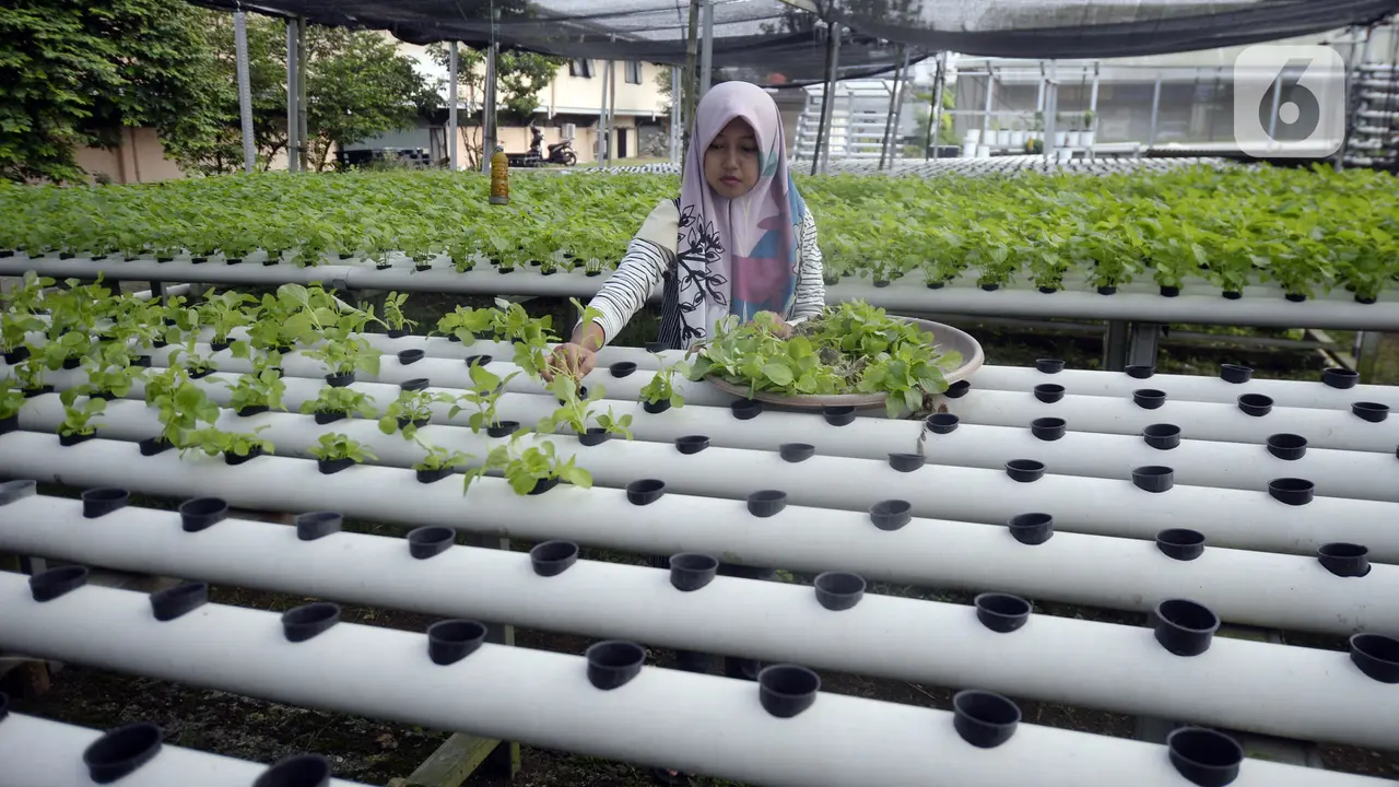 FOTO: Pandemi COVID-19, Tanaman Hidroponik Makin Ngetren