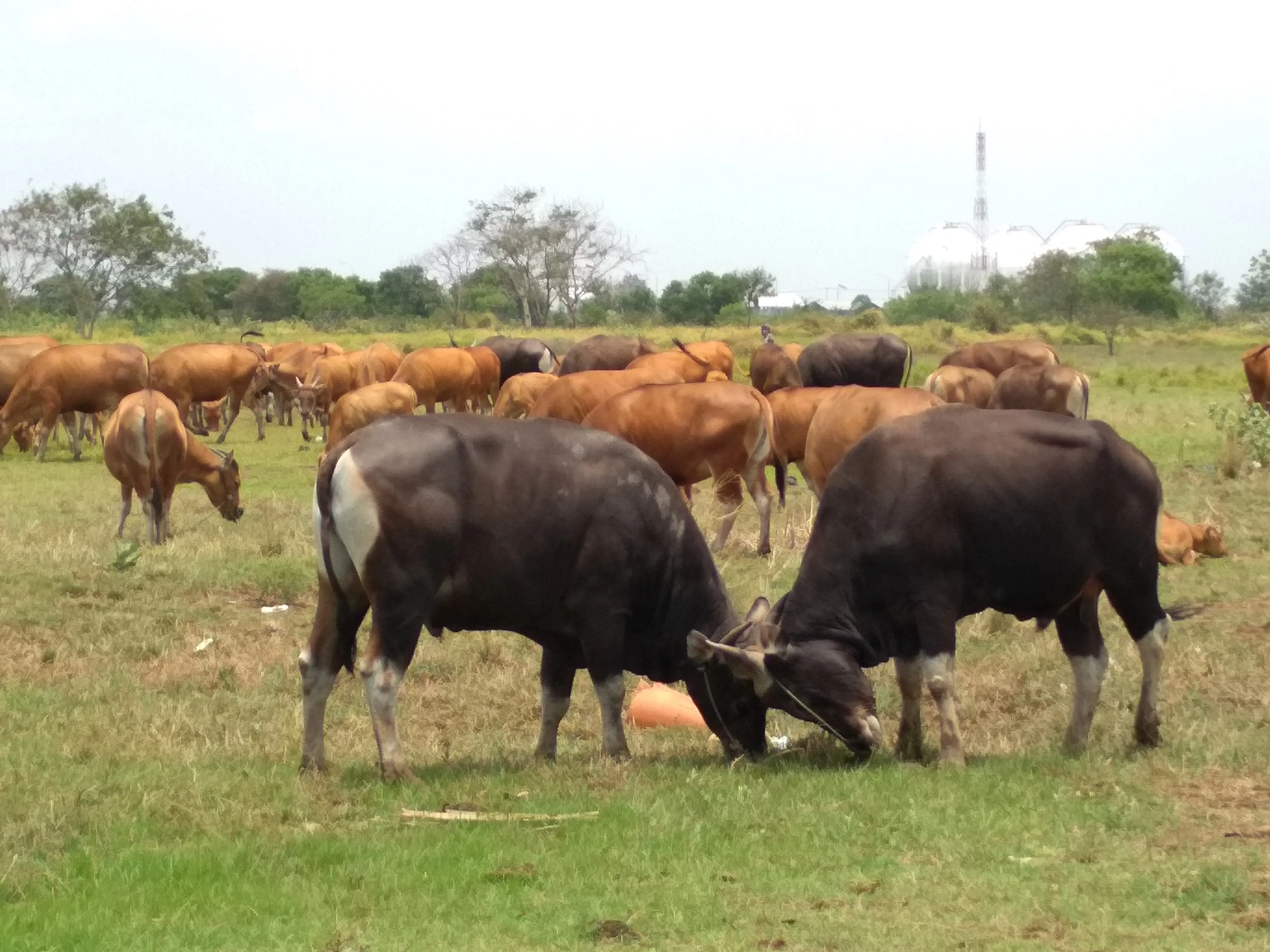 Hasil kawin silang sapi Bali dan banteng Jawa menghasilkan sapi dengan komposisi daging yang lebih banyak dibandingkan tulang. (Liputan6.com/Panji Prayitno)