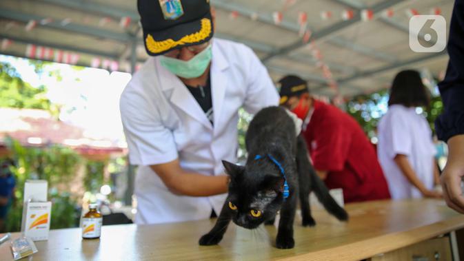 Paramedis dari pusat kesehatan hewan (Puskeswan) Dinas Ketahanan, Pertanian, dan Perikanan Kota Adm. Jakarta Selatan menyuntikkan vaksin anti rabies secara gratis di kawasa Tebet, Jakarta, Sabtu (31/10/2020). (Liputan6.com/Faizal Fanani)