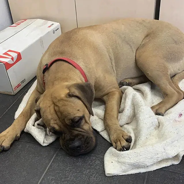 Kisah Anjing Bernama Maru yang berjalan 200 Km Untuk Kembali Ke Majikannya