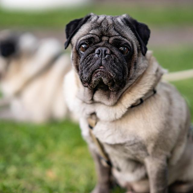 Pug Ini Jadi Anjing Pertama Positif Virus Corona Covid 19 Di As Global Liputan6 Com