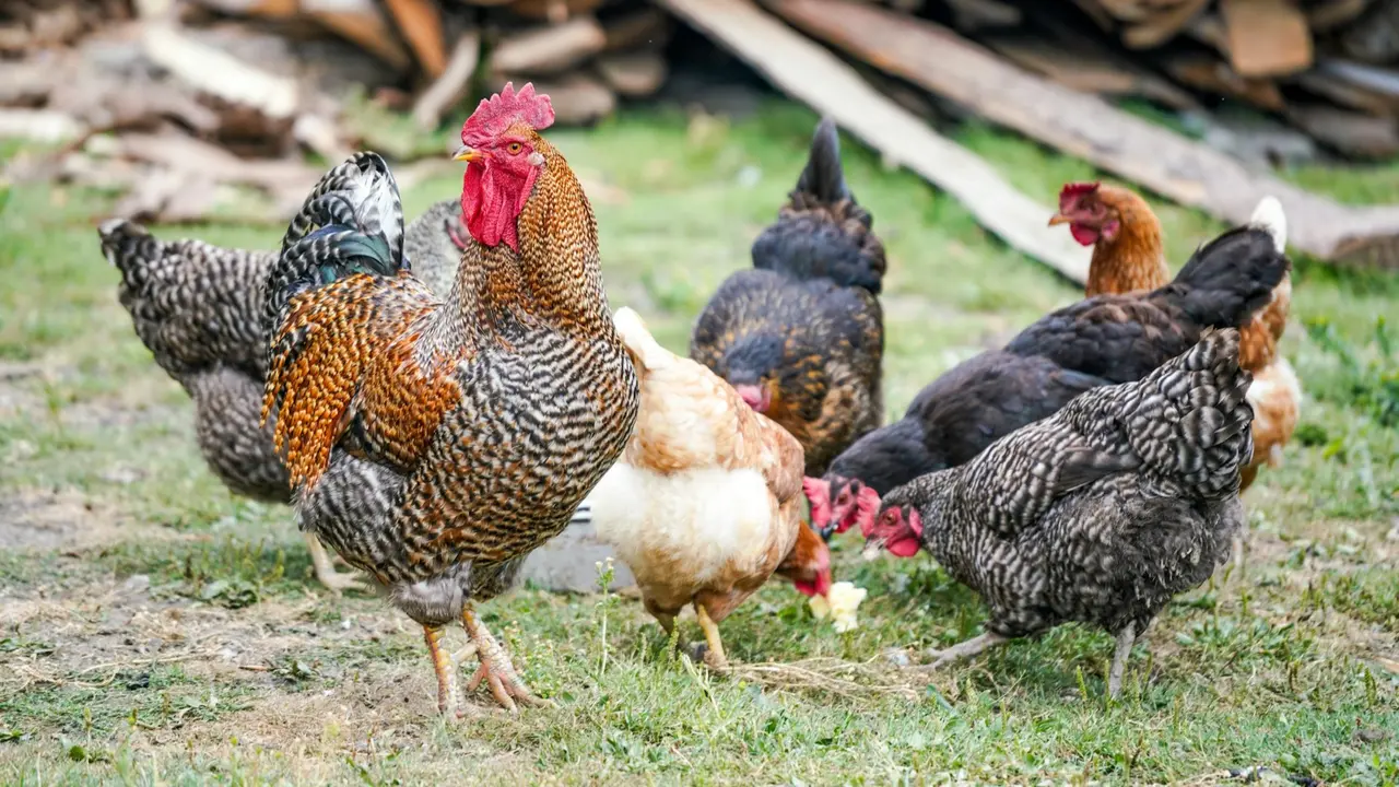 Chicken
