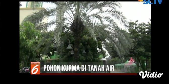 Jarang Terjadi, Pohon Kurma Hidup di Masjid Agung Al-Barkah Bekasi