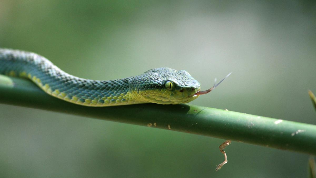 Jejak Ular di Dalam Rumah yang Tak Disadari, Kenali Tanda-tandanya