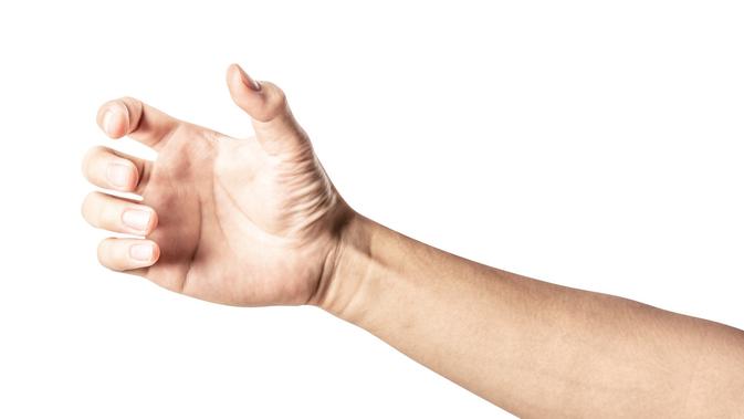 Fungsi Tulang Hasta Yang Penting Bagi Pergerakan Lengan Hot