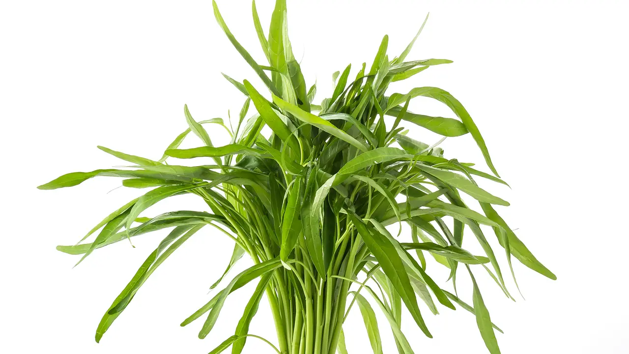 Rahasia Membersihkan Kangkung Bebas Kotoran dalam Waktu Singkat tanpa Ribet