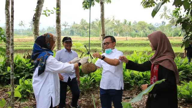 Durian Banyuwangi