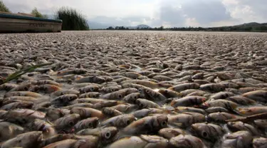 Puluhan ribu ikan air tawar "popocha" mati terdampar di laguna Cajititlan, negara bagian Jalisco, Meksiko, 17 Agustus 2015. Diduga sekitar 25 ton ikan mati karena tercemar limbah pabrik. (AFP PHOTO/HECTOR GUERRERO)