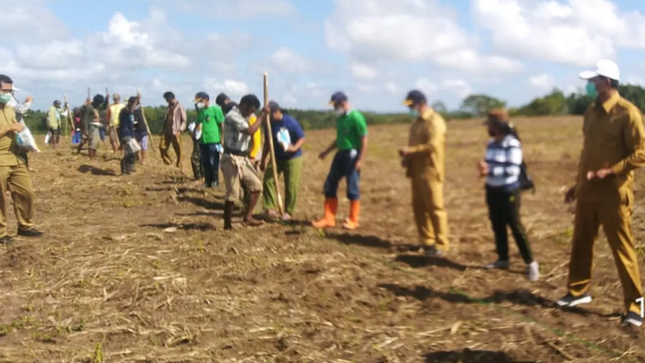 Food Estate di Sumba Tengah. Dok Kementan