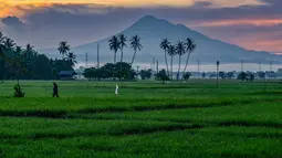 Petrani  berjalan di sawah saat matahari terbit di Samahani, Provinsi Aceh,  Jumat, 24 Juli 2026. (AFP/ Chaideer Mahyuddin)
