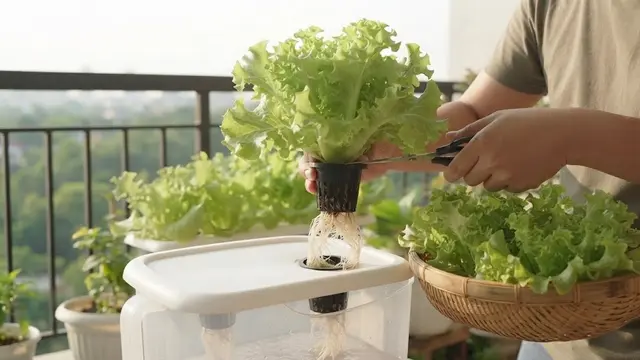 Cara Membuat Kebun Sayur Hidroponik Tanpa Pipa untuk Pemula