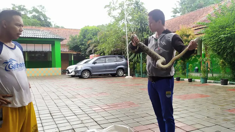 Dua ekor ular piton meliuk di batang pohon lowa gegerkan warga Sempur Kaler, Kelurahan Sempur, Kecamatan Bogor Tengah, Kota Bogor, Jumat (23/10/2020).