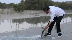 Presiden Joko Widodo atau Jokowi menanam mangrove di Jubail Mangrove Park, Pulau Al Jubail, Abu Dhabi, Persatuan Emirat Arab (PEA), Rabu (3/11/2021). Indonesia dan PEA sepakat untuk memperkuat kerja sama di bidang mangrove, termasuk di bidang riset. (Foto: Biro Pers Sekretariat Presiden)