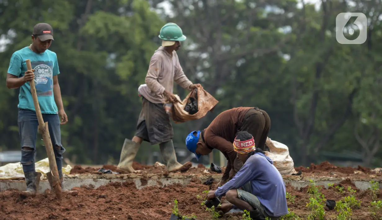 Pekerja melakukan penanaman kembali pohon-pohon di area proyek revitalisasi Taman Sisi Selatan Monunem Nasional, Jakarta, Rabu (5/2/2020).  Pohon tersebut adalah pohon baru untuk mengganti pohon besar yang ditebang. (merdeka.com/Imam Buhori)