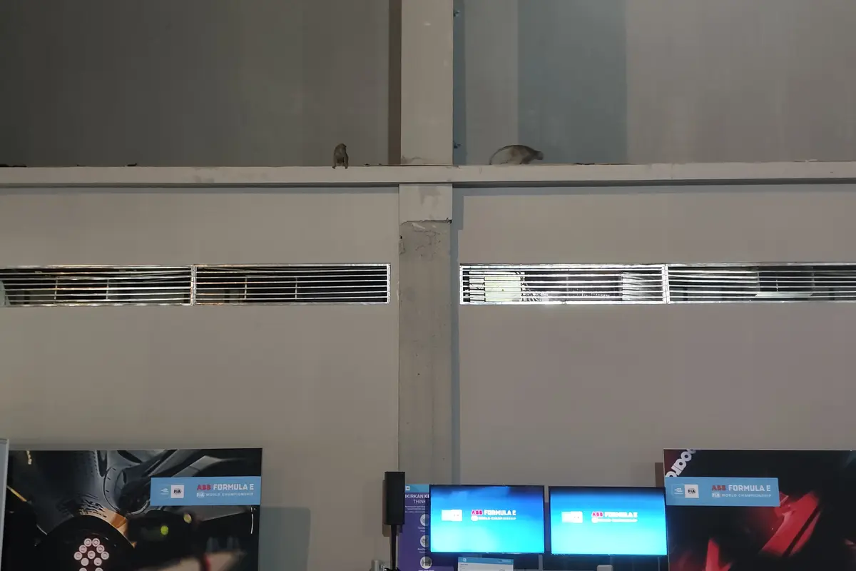 Monyet Liar di Media Center Formula E Jakarta